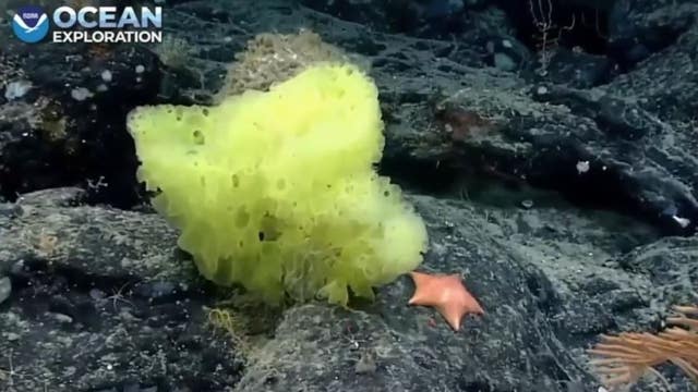 ‘Real life’ SpongeBob SquarePants, Patrick Star spotted by NOAA diver