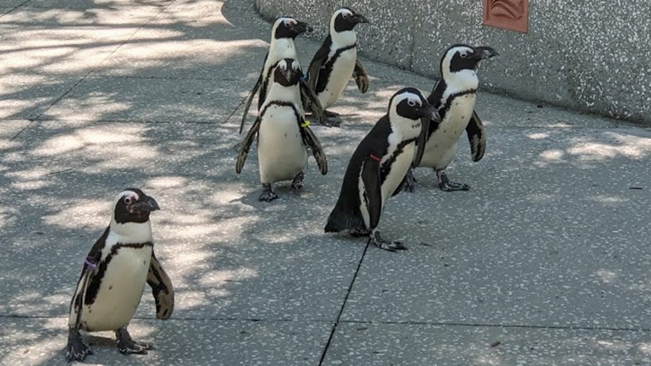 florida aquarium penguins wtvt