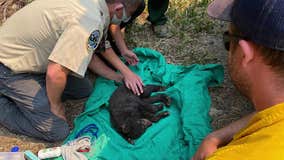 Orphaned bear cubs with severe burns rescued from Washington wildfires