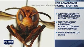 Second Asian giant hornet sighting of 2021 reported in Whatcom County