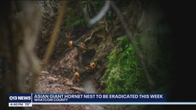 State Department of Agriculture to eradicate live Asian giant hornet nest this week