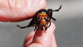 Tagged with tracker, Asian giant hornet nest found near Blaine