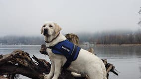 Bothell organization looking to match new service dog with veteran in need