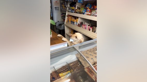Adorable canine clerk mans convenience store in Ireland