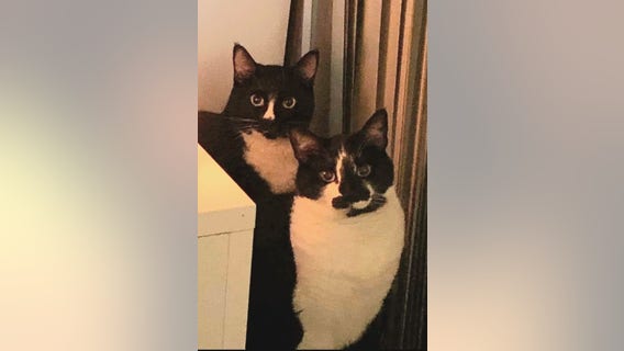 Families displaced in deadly Tukwila apartment fire search for missing pets