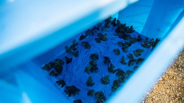 Endangered frog species released into Columbia National Wildlife Refuge