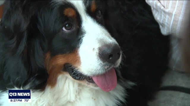 Vet clinics forced to reduce hours and services due to worker shortages