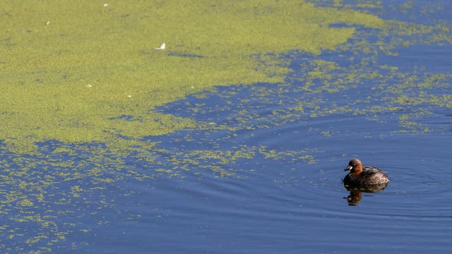 Pass Lake in Skagit County closes due to toxic blue-green algae