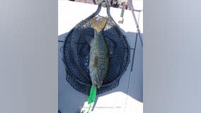 Fishing Report of the Week: Smallmouth Bass at Sammamish Lake