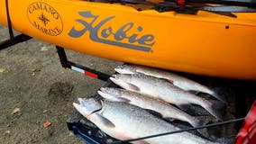 Fishing Report of the Week: Pink Salmon in Skagit River