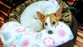 Justice for Alice: Man seeks to change animal cruelty laws in Washington after dog killed by stranger