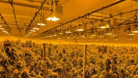 $10M cash, 500K marijuana plants seized in Bay Area's largest-ever bust