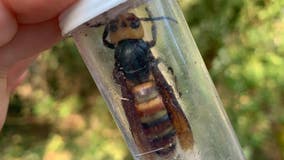 State eradicates another Asian giant hornet nest in Blaine