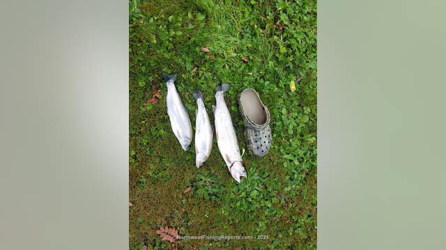 Fishing Report of the Week: Cutthroat trout in Lake Sammamish