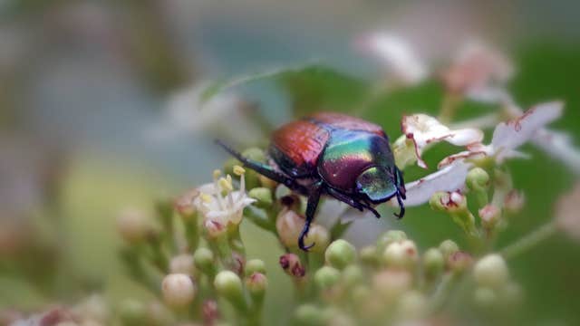 Invasive Japanese beetles threaten Yakima Valley growers