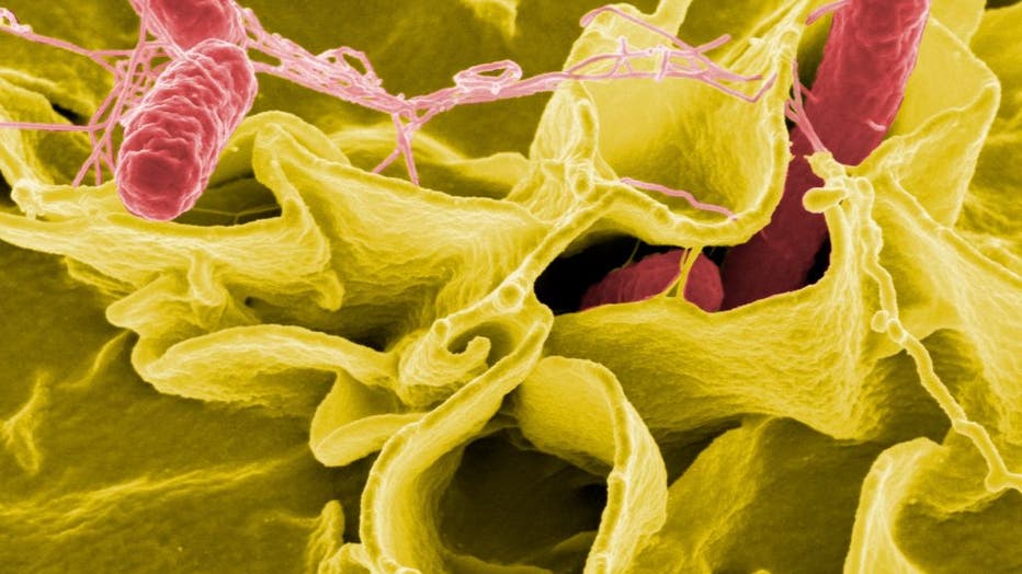 Salmonella bacteria