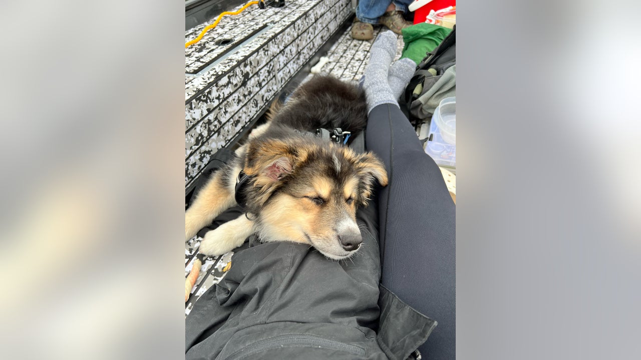 Lacey Police need help finding truck, boat and puppy named 'Bear' stolen from parking lot - Vimarsana News