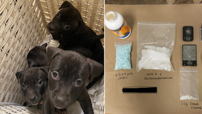 Police seize drugs, puppies at Seattle motel