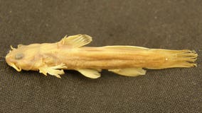 Rare fish, last spotted in Ohio creek in 1957, declared extinct