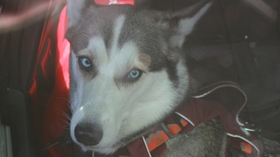 Is this your husky? King County sheriff's deputies looking to reunite dog with owner