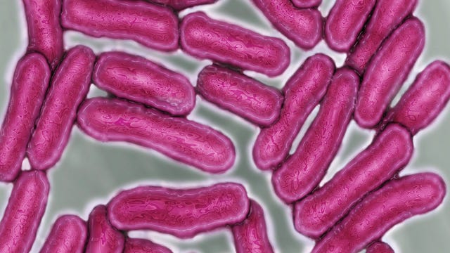 5 hospitalized after salmonella outbreak at Seattle homeless shelter