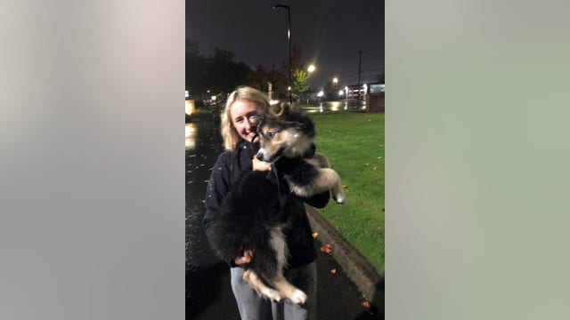 Lacey Police reunite stolen puppy with owner, truck still missing