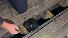 Puppy trapped beneath family's deck rescued by firefighters in Iowa