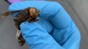 Authorities find Asian giant hornet in another invasive species trap near Blaine