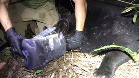 After 4 weeks, Florida wildlife agents get container off bear's head