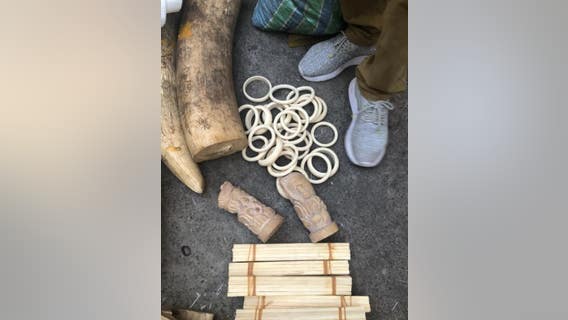 Police: 2 men arrested in Edmonds for trying to sell $3.5M worth of poached ivory, rhino horn
