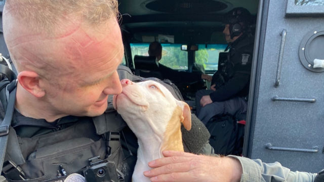 Guns, ammo and dogs recovered in Seattle Police search warrant