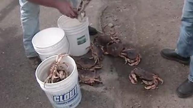 Dungeness crab season to open Dec. 1 for first time in years