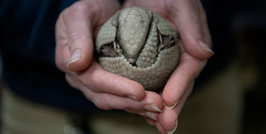 Analytical Armadillo: Stop Weighing Babies Like Stranded Beetles!