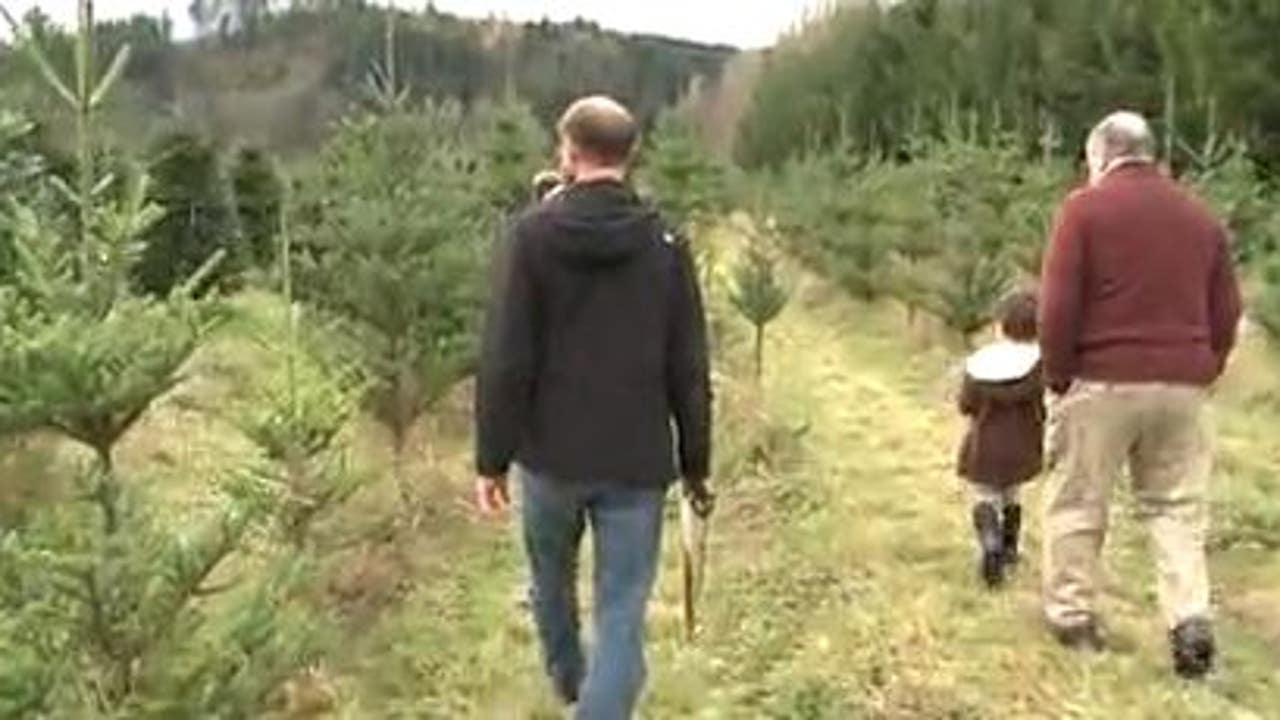 Permits Available To Cut Down Christmas Trees From Olympic National   Onp 