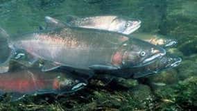 Gov. Inslee announces $187M plan for WA salmon recovery