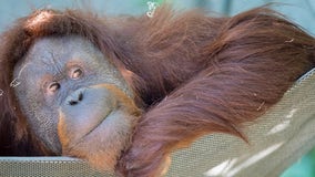 Woodland Park Zoo’s oldest orangutan dies
