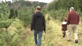 Permits available to cut down Christmas trees from Olympic National Forest