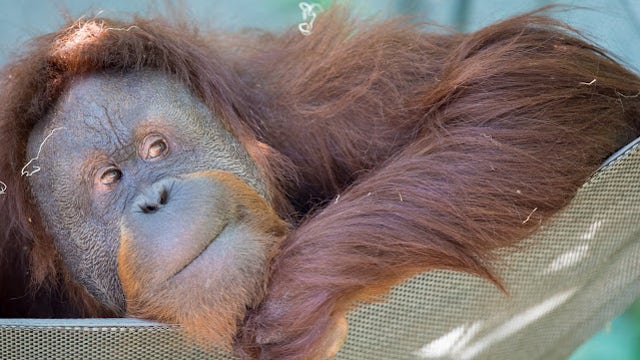 Woodland Park Zoo’s oldest orangutan dies
