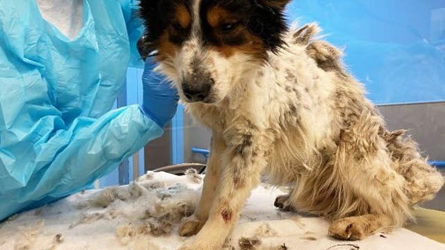 Pierce County animal shelter takes in 19 dogs neglected in winter storm