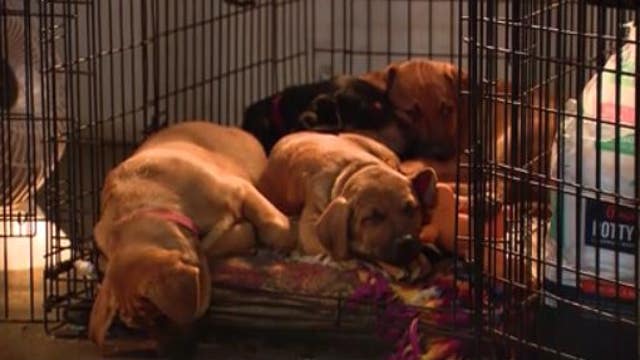 Hope for the Holidays: The Noah Center