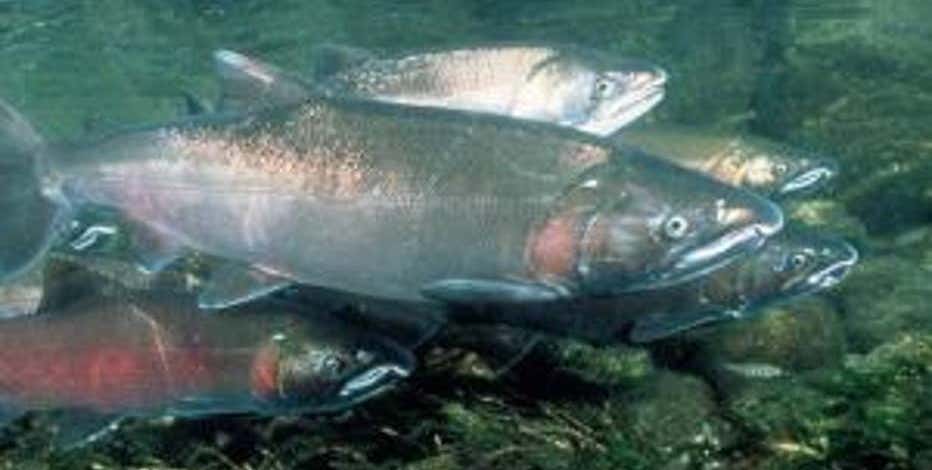 Gov. Inslee announces $187M plan for WA salmon recovery