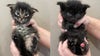 Donations needed for maimed Pierce County kittens to get life-saving surgery