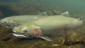 Fishing closed in Olympic National Park rivers to protect steelhead populations