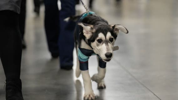 Meet Davy Jones: Kraken introduce team dog