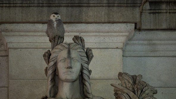 Rare DC snowy owl sighting draws crowds to Union Station