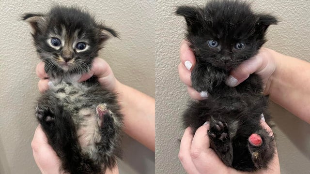 Donations needed for maimed Pierce County kittens to get life-saving surgery