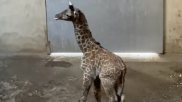 Baby giraffe takes first steps at Santa Barbara Zoo