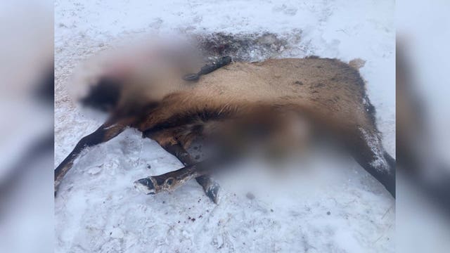 Fish and Wildlife officers need help identifying poachers who killed, decapitated elk near Spokane