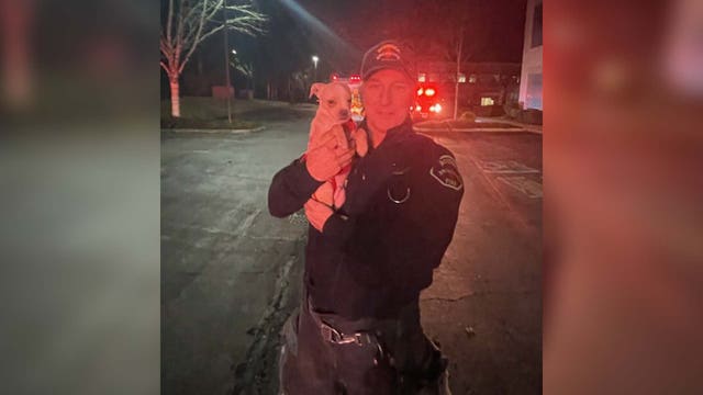 Dog rescued from Bothell car crash, reunited with owner