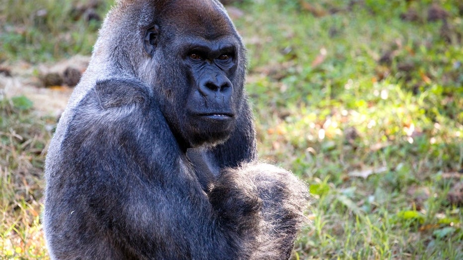 Western lowland gorilla Ozzie_Zoo Atlanta2